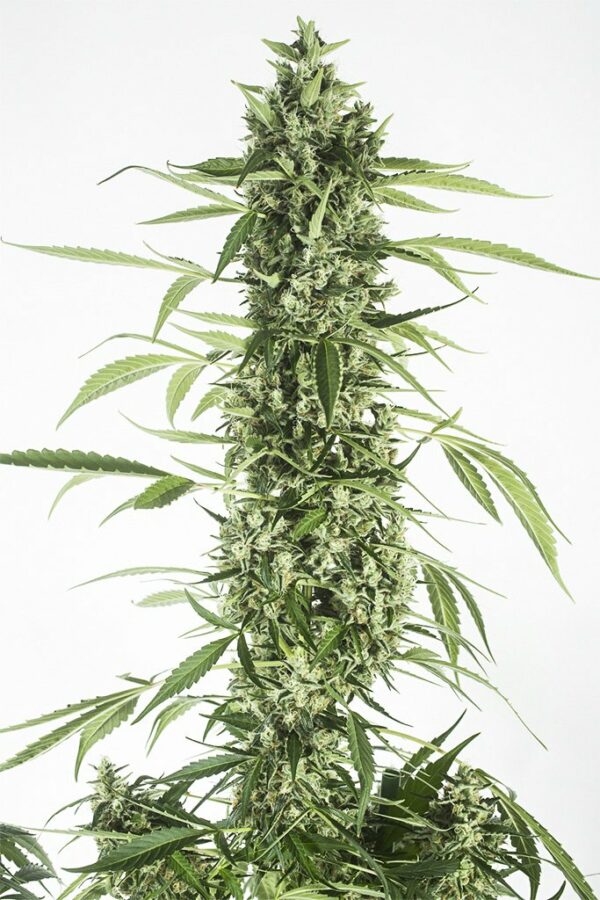 Moby Dick XXL Auto x1, Dinafem