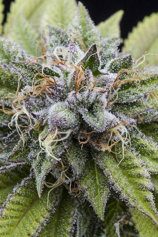 Bubba Kush Auto x3, Dinafem