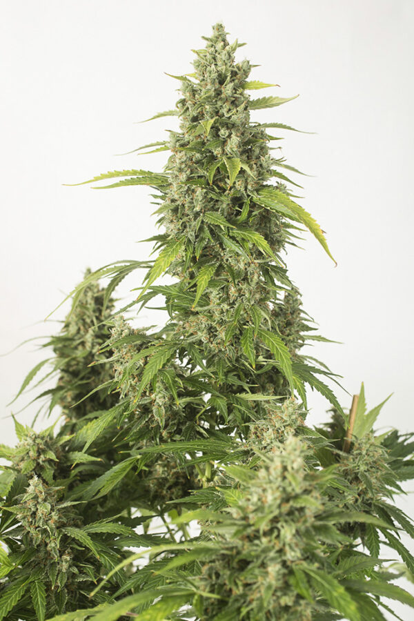 Haze XXL Auto x1, Dinafem