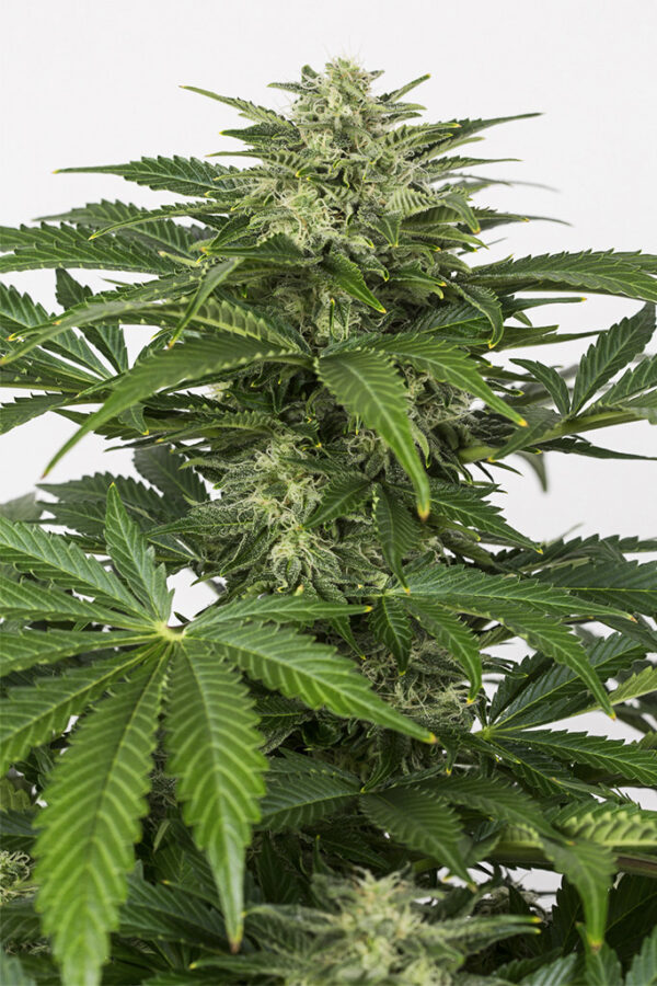 Haze Auto CBD x3, Dinafem