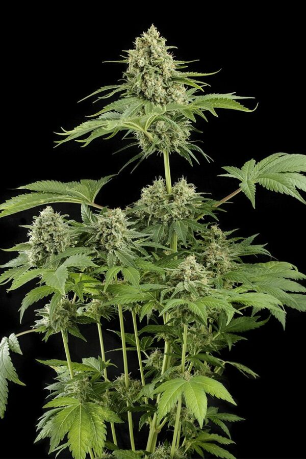 Moby Dick Feminizada x3, Silent Seeds