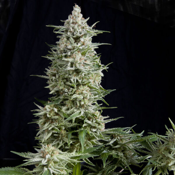 Amnesia Gold x1, Pyramid Seeds