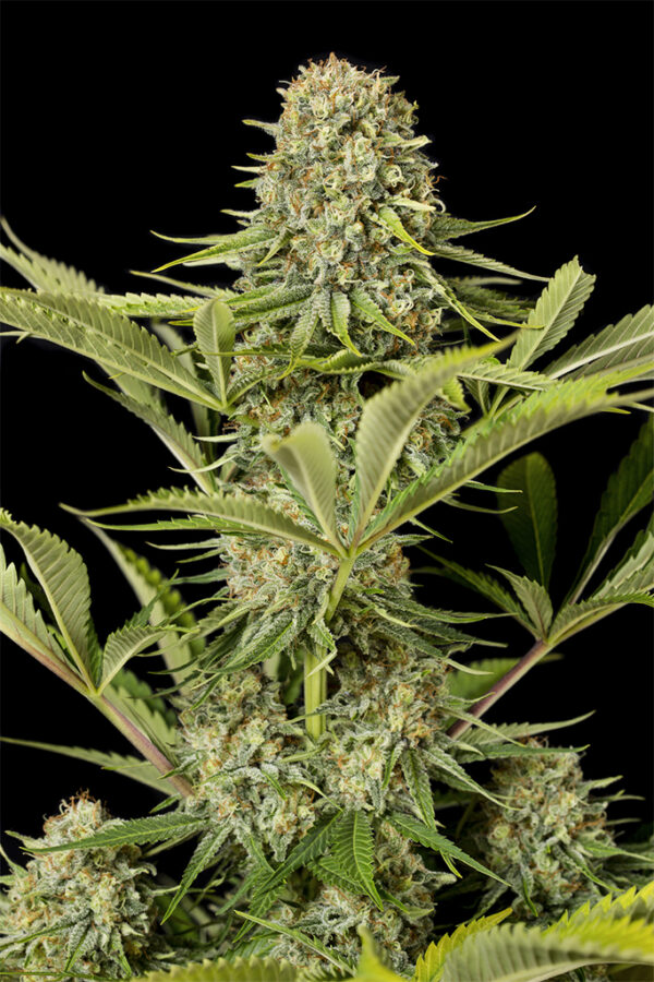 Critical Jack Fem x3, Silent Seeds