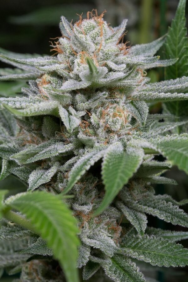Gorilla Fem x1, Dinafem