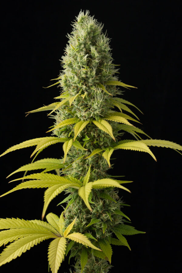 Shark Shock CBD Fem x3, Dinafem