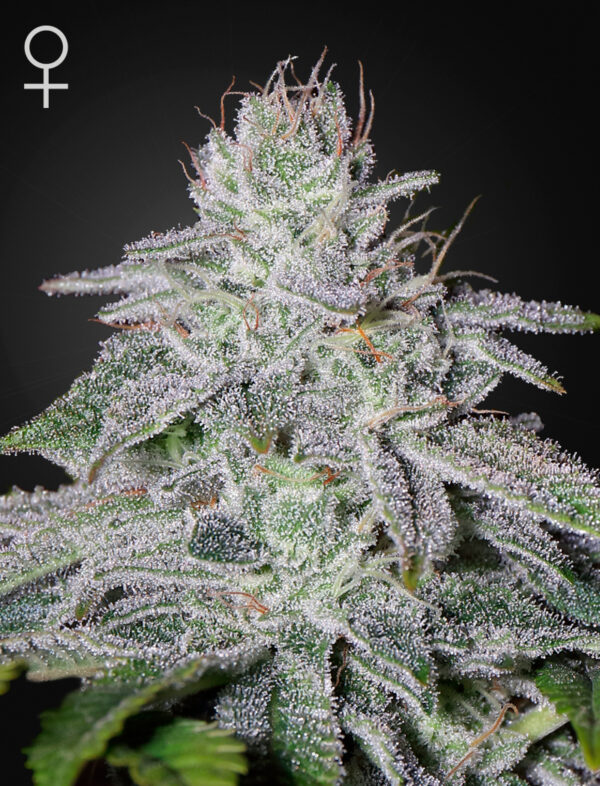 Franco's Lemon Cheese Fem x1, Green House