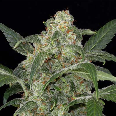 Haze 2.0 Auto x3, Dinafem