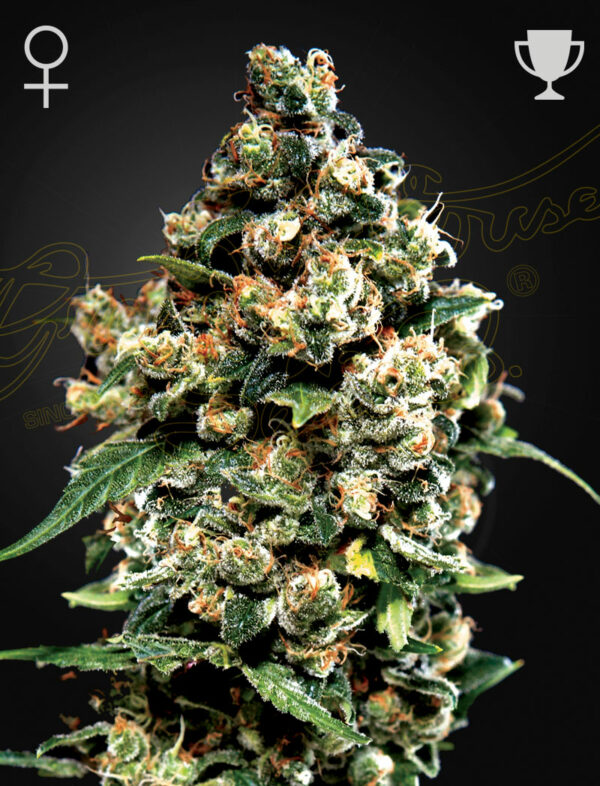 Jack Herer  Fem x3, Green House