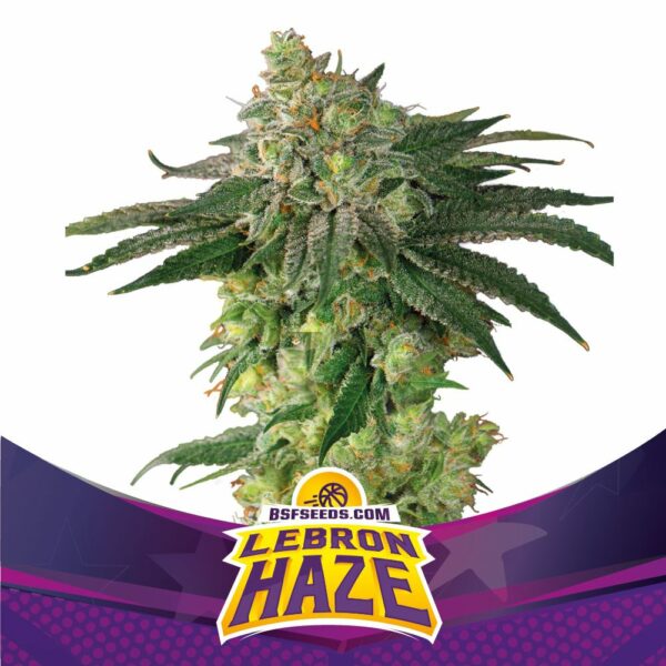 Lebron Haze Fem x4, BSF