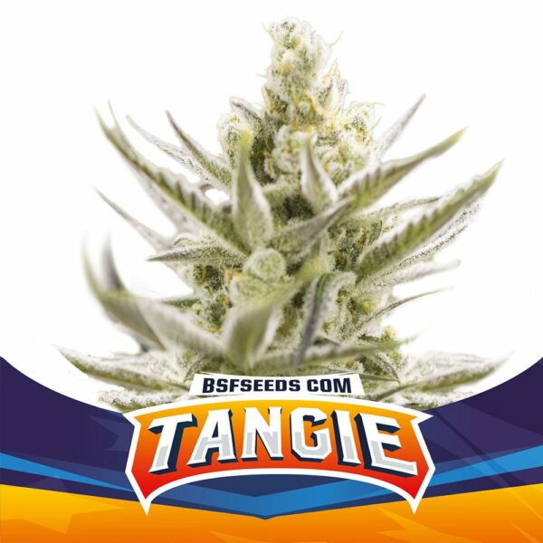 Tangie XXL Auto x2, BSF