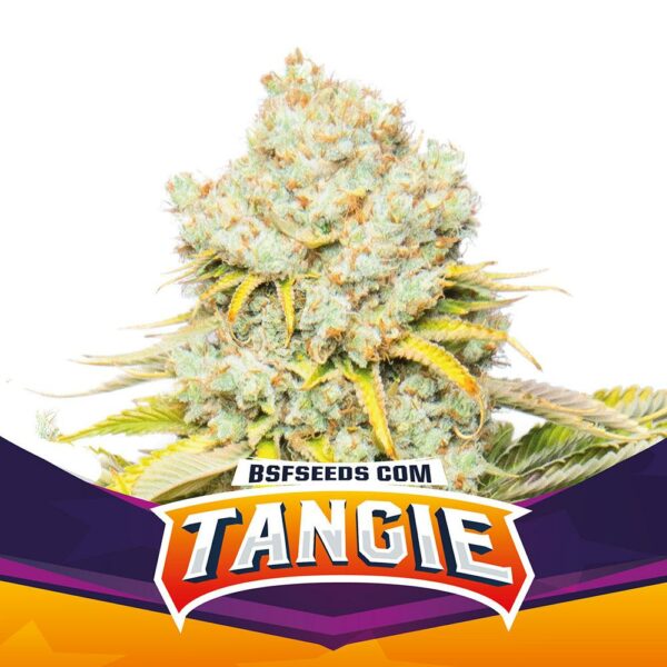 Tangie Fem x 4, BSF