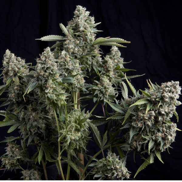 Tutankhamon Fem x1, Pyramid Seeds