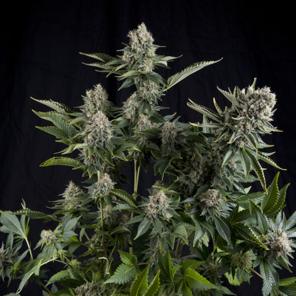 White Widow Fem x4, Pyramid Seeds