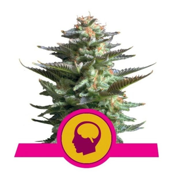 Amnesia Haze Fem x3, RQS