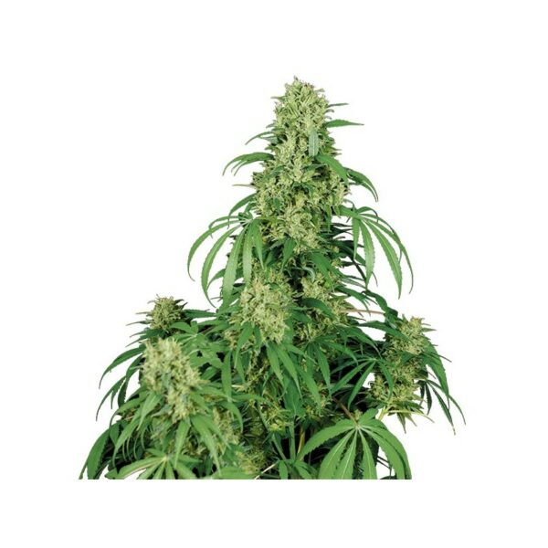 Calamity Jane Auto x3, Buddha Seeds