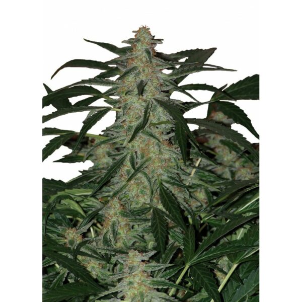 Deimos Auto x3, Buddha Seeds