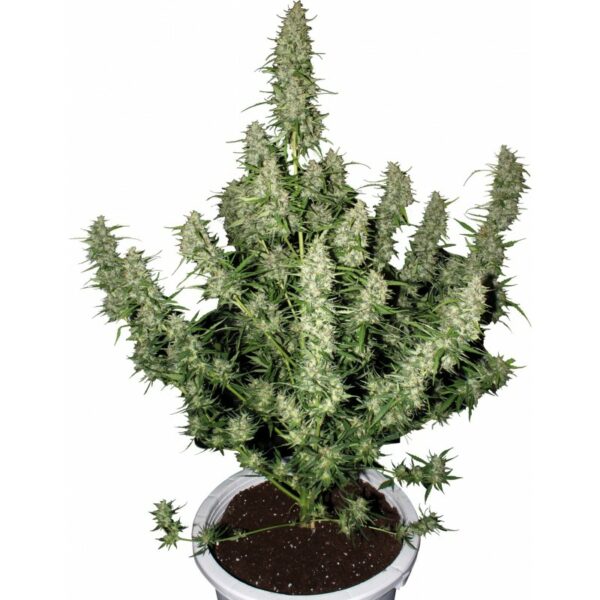 Magnum Auto x3, Buddha Seeds