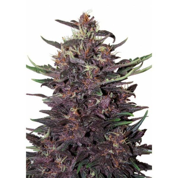 Buddha Purple Kush Auto x3, Buddha Seeds