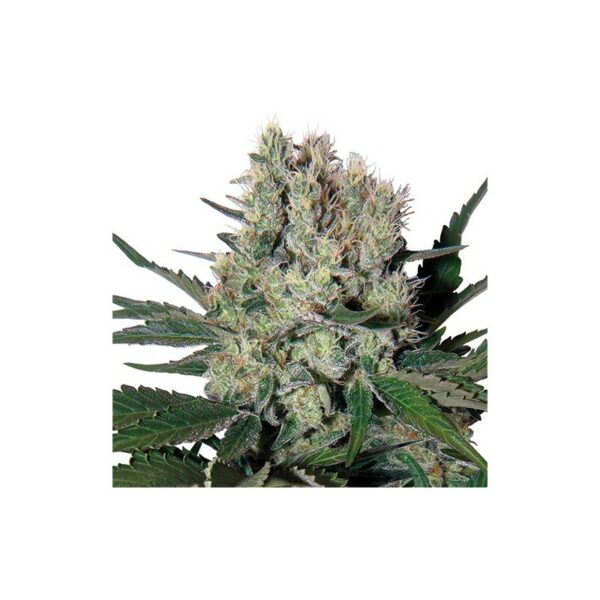 Syrup Auto x4, Buddha Seeds