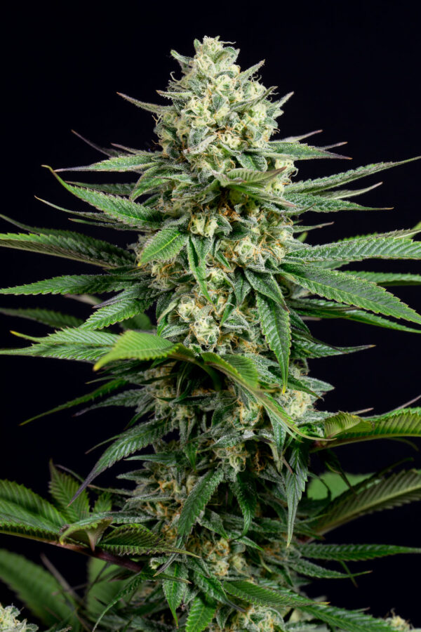 OG Kush CBD Fem x3, Dinafem
