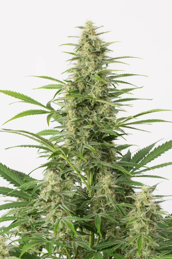 Sour Diesel Auto 3, Dinafem