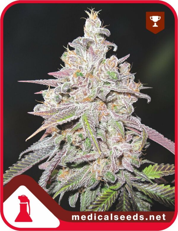 Mendocino Chanel Kush x 3, Medical Seeds