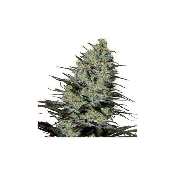 Morpheus Auto x4, Buddha Seeds