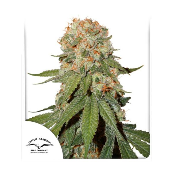 Orange Bud x3, Dutch Passion