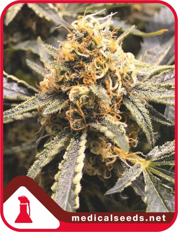 Recovery Fem CBD x3, Medical Seeds