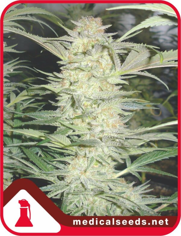 White Widow x3, MEDICAL SEEDS