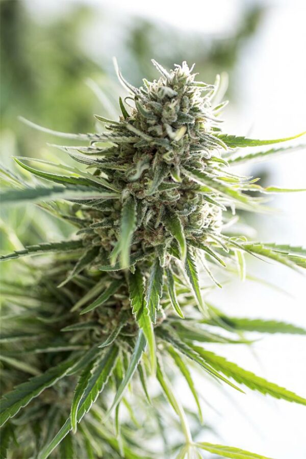 Critical Mass CBD x1, Dinafem