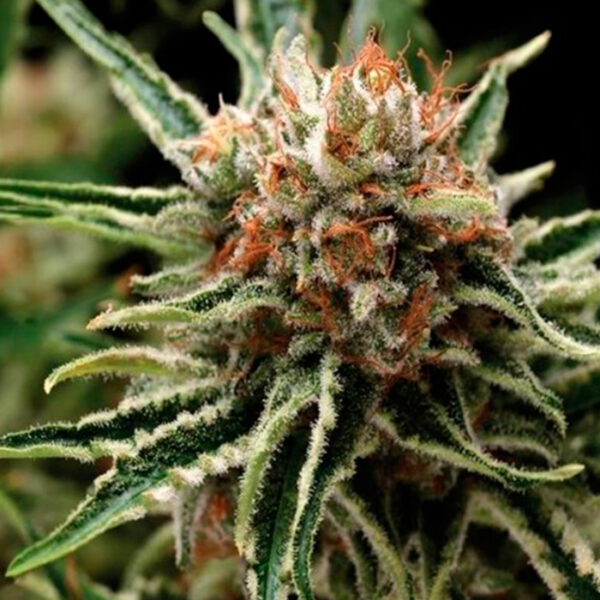 Auto Super Og Kush, Pyramid Seeds
