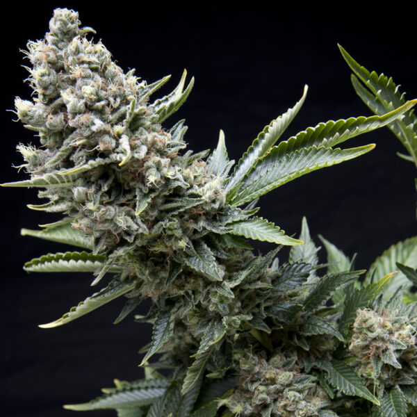 New York City Fem x4, Pyramid Seeds